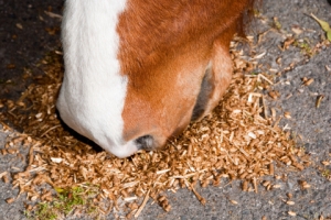 Horse-Face-Eating-Grain-dreamstime_110698611